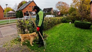 quotMeine HECKE ist nur noch HOLZquot Mehr als NUR ein HECKENSCHNITT Hedgecutting satisfying [upl. by Quillon]