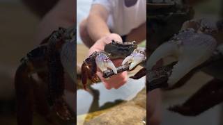 Crab Capture and Sea Lion Attackcrabs sealions oceanwildlife [upl. by Sarina231]