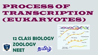 Process of Transcription Eukaryotes in Tamil  Molecular Genetics  Zoology  Class 12  NEET [upl. by Hselin]