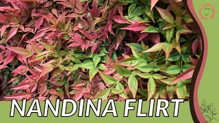 NANDINA FLIRT Information Description amp More Nandina domestica [upl. by Yalonda]