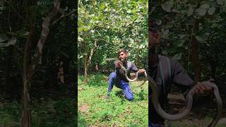 Indian rat snake [upl. by Frank]