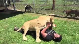 The reaction of a lioness meet the man who took care of  after a long period of absence [upl. by Ennovahs]