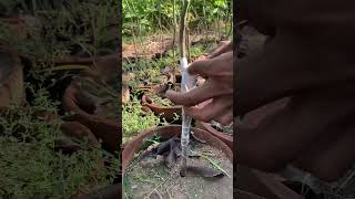 Casia nodosa grafting plants🎋youtubeshorts tranding grafted plants [upl. by Narual]