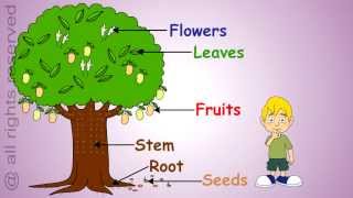 Uses of Plants Learn About Plants [upl. by Daza643]