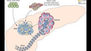 A New Era in Pancreatic Regeneration LongTerm Expansion of Human Fetal Pancreas Organoids [upl. by Hgielac]