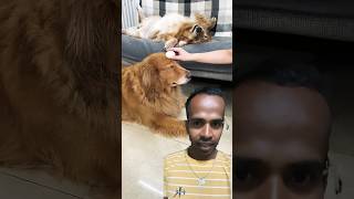 Dogs react dog funny goldenretriever funnydogs [upl. by Hera]