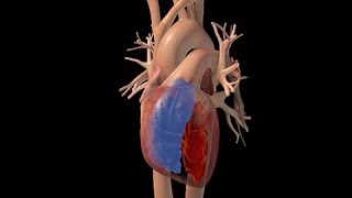 REGULACIÓN DE LA PRESIÓN ARTERIAL Generalidades Definiciones Resumen Fisiología Cardiovascular1 [upl. by Admana]