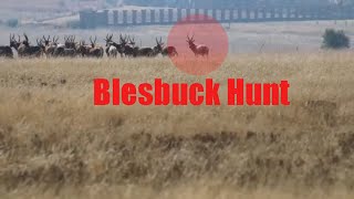 Blesbok Blesbuck hunting in South Africa with a 308 [upl. by Dich]