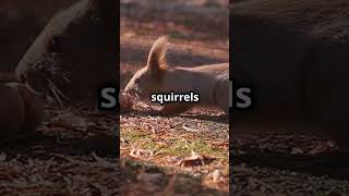 Mind Blowing Facts Squirrels shorts animals funfacts informative [upl. by Anitsyrc]