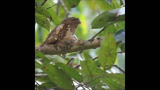 Witness the Hauntingly Beautiful Moment of the Most Creepiest Bird  Sri Lankan frogmo shorts [upl. by Assenar]