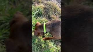 Dachshund Big Catch dachshund hunting [upl. by Maggee]