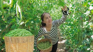 Harvesting beans and goes to the market sell  cooking and selling [upl. by Carlyn]