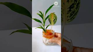 shorts  DIY Lucky Bamboo  Aglaonema Plant youtube pebbles [upl. by Animlehliw230]