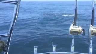 Bluefin Tuna Frenzy  Country Girl Charters [upl. by Trela707]