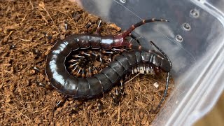 Scolopendra gigantea quotBlackquot feeding freshwaterfish  블랙기간티아 민물고기 피딩  Southamerican giant centipede [upl. by Ariamo]