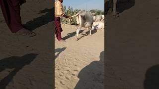 Boy catch cow tail shorts short shots shortvideo [upl. by Cello]