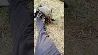 Excellent catch thicker than my leg fishing fishingvideo carpfishing riverfishing silvercarp [upl. by Philippa]