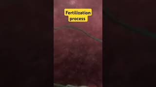 fertilization process sperm with egg fertility egg shorts [upl. by Rigdon659]