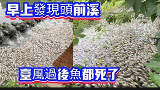 突然發現新竹縣竹東頭前溪公園魚都死了！ [upl. by Sinoda]