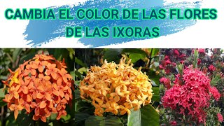 COMO HACER FLORECER IXORAS FLORACIÓN MAS COLORIDA DE IXORAS [upl. by Ttevi]