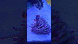 Two different anemone anemone reef fish saltwateraquarium shortvideo shorts short music sea [upl. by Refinnaej]