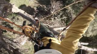 come salire e scendere con le corde dagli alberi tecniche treeclimbing [upl. by Giguere]