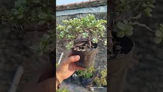 Saatnya pruning bonsai mini jade plant variegata [upl. by Burack554]