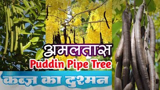 Amaltas ka UpyogBenefits of Indian Laburnum🫒अमलतास के औषधिय गुण🌿धनबहेड़ा के उपयोग और फायदे [upl. by Ofori]