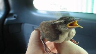 Carolina Wren  Hatchlings Nestlings amp Fledgling [upl. by Clothilde]