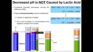 What is Lactate and Lactic Acid [upl. by Ramiah]