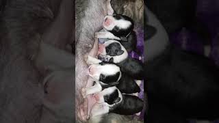 Bearded Collie puppies  5 days old [upl. by Esyli813]