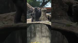 Gorilla gorilla gorilla 西部低地大猩猩 Taipei Zoo [upl. by Middendorf]