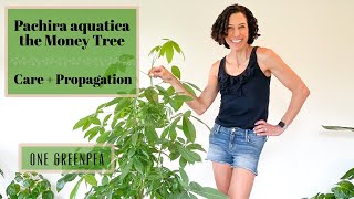 Money Tree  Pachira aquatica  all you need to know about care amp propagation [upl. by Kenric]