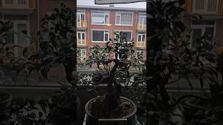 My Indoor Bonsai Collection bonsai nature ficusretusa ficus benjamina natasja [upl. by Collis]