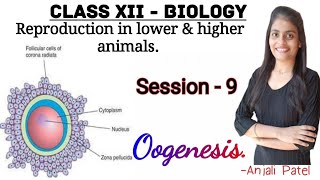 Class XII Biology  Reproduction in lower and higher Animals  Gametogenesis  Oogenesis [upl. by Kamaria844]