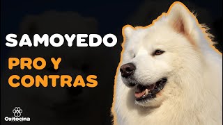 Ventajas y desventajas de tener un samoyedo [upl. by Idnam]