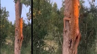 Watch Leopard shows off kill drags prey heavier than itself up a tree [upl. by Coshow751]