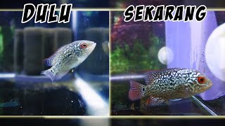 growth of flowerhorn kamfa f2 fish fry  Part 2 [upl. by Longmire816]