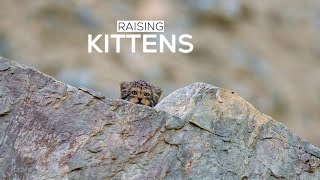 How Pallass Cats Raise Kittens in Ladakhs Changing Landscape [upl. by Sig]