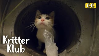 HELP The Cat Is Stuck In The Air Vent I Kritter Klub [upl. by Ylatfen]