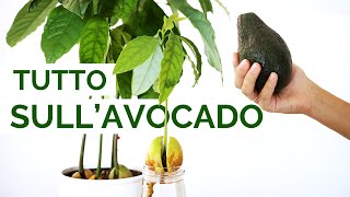 Tutto quello che c’è da sapere sull’AVOCADO  Dal seme alla pianta [upl. by Alenson]