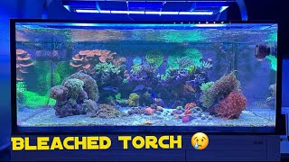 Bleached Torch Coral Ultimate Mixed Reef Update 8 [upl. by Gelasius579]