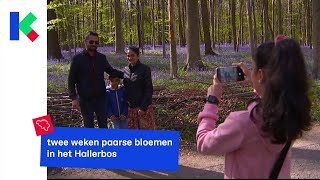 twee weken paarse bloemen in het Hallerbos [upl. by Flagler]