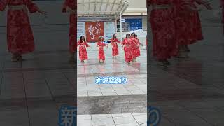 【新潟イベント】新潟総踊り 新潟県 新潟市踊り 踊り子 SugarB [upl. by Peltz969]