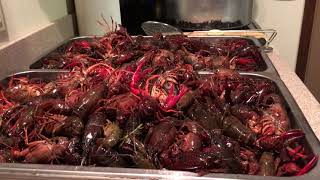 How To Purge Crawfish Ready For Cooking [upl. by Adlig]