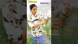 फसलों में virus thrips whitefly and mites control  agriculture shorts [upl. by Arty98]