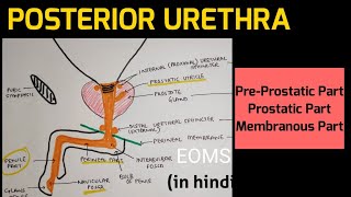 Urethra  2  Posterior Urethra [upl. by Bobbette]