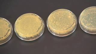 How To Quantify Bacterial Culture Concentrations Using Serial Dilution and Plate Counts [upl. by Delly]