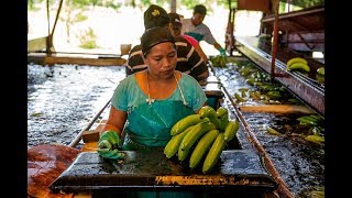 Come On In to Coobana Fairtrade Banana Plantation  Fairtrade [upl. by Hsihsa653]