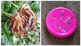 How to grow Gerbera daisy from seeds  Easy way to grow Gerbera Daisy Plant [upl. by Efeek]